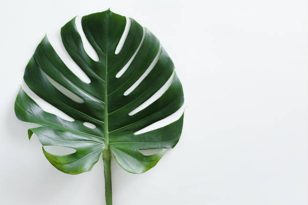 Tropical leaves Monstera on white background with copy space. Flat lay, top view