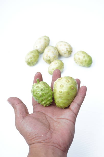 istock Hand holding Noni or Morinda citrifolia fruit on white background 1089430664