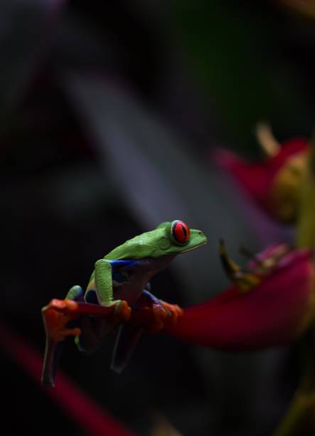 istock Wild Costa Rica 1089442634