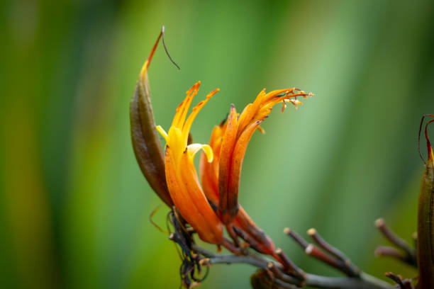 多重の背景に対してニュージーランドの亜麻の花 - new zealand flax ストックフォトと画像