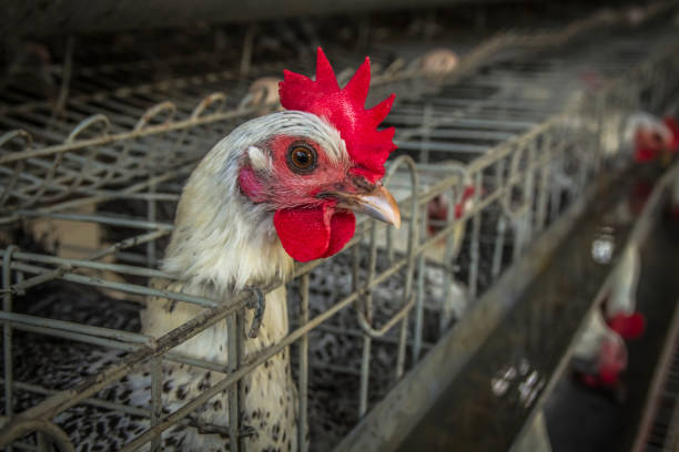 istock Braekel chicken layer in the farmhouse 1089443044
