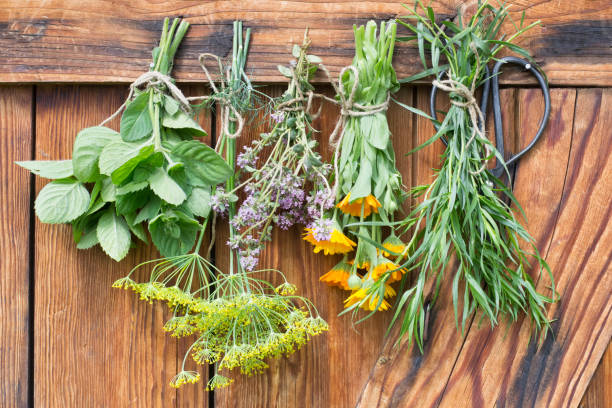 istock Herbs hang and dry on wooden background 1089446650