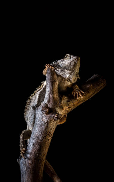 Vertical photo of single bearded dragon - agama. Lizard has nice thorns on head ond on body. Reptile is on piece of old worn wooden branch. Background is black. Vertical photo of single bearded dragon - agama. Lizard has nice thorns on head ond on body. Reptile is on piece of old worn wooden branch. Background is black. giant bearded dragon stock pictures, royalty-free photos & images