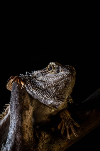 istock Vertical photo of single bearded dragon - agama. Lizard has nice thorns on head ond on body. Reptile is on piece of old worn wooden branch. Background is black. 1089446726