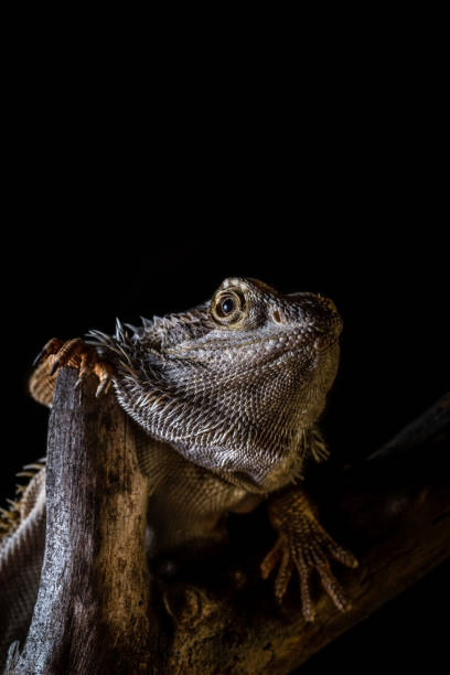 Vertical photo of single bearded dragon - agama. Lizard has nice thorns on head ond on body. Reptile is on piece of old worn wooden branch. Background is black. Vertical photo of single bearded dragon - agama. Lizard has nice thorns on head ond on body. Reptile is on piece of old worn wooden branch. Background is black. giant bearded dragon stock pictures, royalty-free photos & images