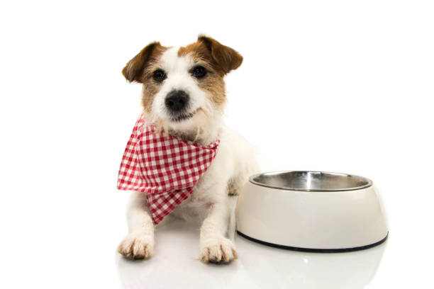 happy dog essen essen. jack russell lächelnd mit einer karierten serviette liegen neben einer leeren schüssel. isolierte schuss vor weißem hintergrund. - dog puppy lying down looking at camera stock-fotos und bilder