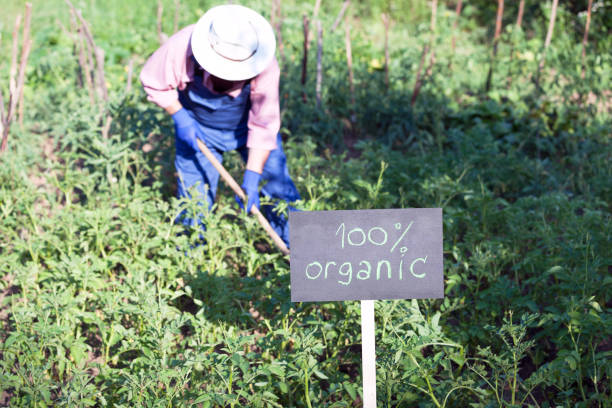 istock Farmer working in the organic vegetable garden 1089453010