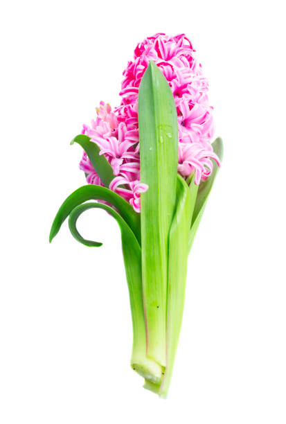 istock Hyacinth fresh flowers 1089455932