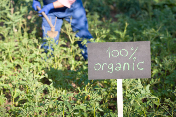 istock Farmer working in the organic vegetable garden 1089455934