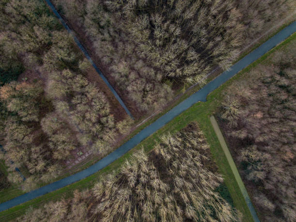 Forest, divided by ditches stock photo