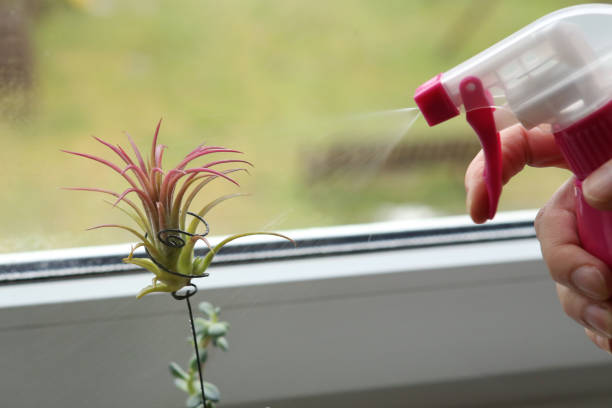 Air plant, Tillandsia ionantha, houseplant succulent no pot on windowsill and water sprayer. Tillandsias are low-maintenance plants that require no soil, just plenty of water, sunlight, and airflow. air plant photos stock pictures, royalty-free photos & images