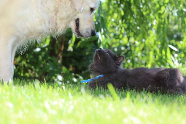 istock Like a dog with a cat 1089462738