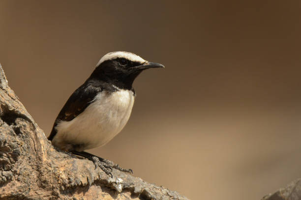istock Arabian Wheatear / Oenanthe lugentoides 1089463216