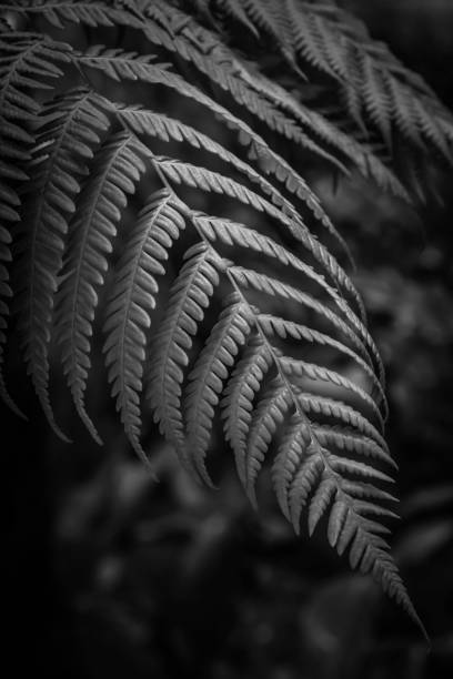 istock Fern leaves image in black and white 1089463426
