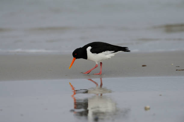 istock Eurasian oystercatcher (Haematopus ostralegus) 1089463674