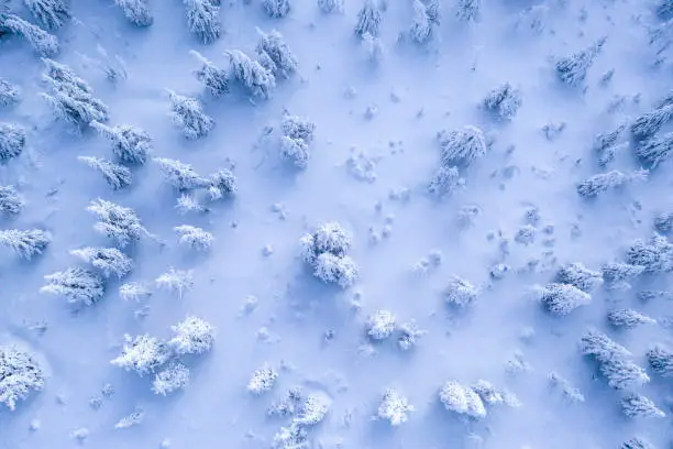 Aerial view of winter snowy spruce forest. High angle view of perspective