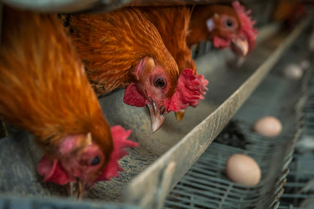 istock Domestic chicken layer in the farmhouse 1089465184
