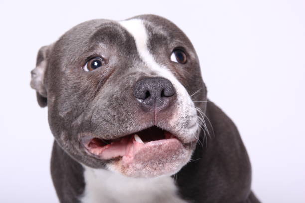 istock Portrait of a beautiful dog 1089465338