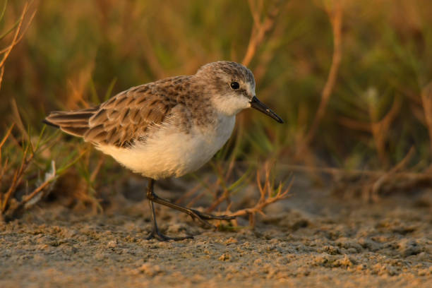 istock Little Stint / Calidris minuta 1089467738
