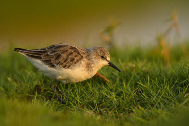 istock Little Stint / Calidris minuta 1089467742