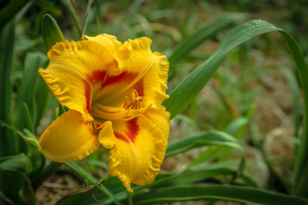 istock Beautiful Day Lilies Close-up 1089468140