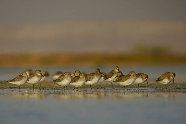 istock Curlew Sandpiper / Calidris ferruginea 1089470146