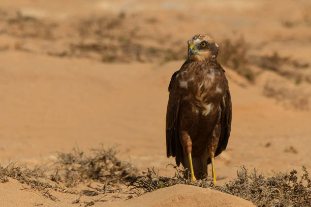 istock Marsh Harrier / Circus aeruginosus 1089472376