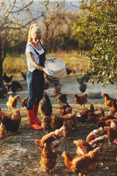 Free Range Chicken Farm Young Woman Have Free Range Chicken Farm. She is taking care of chicken and feeding them. feeding chickens stock pictures, royalty-free photos & images