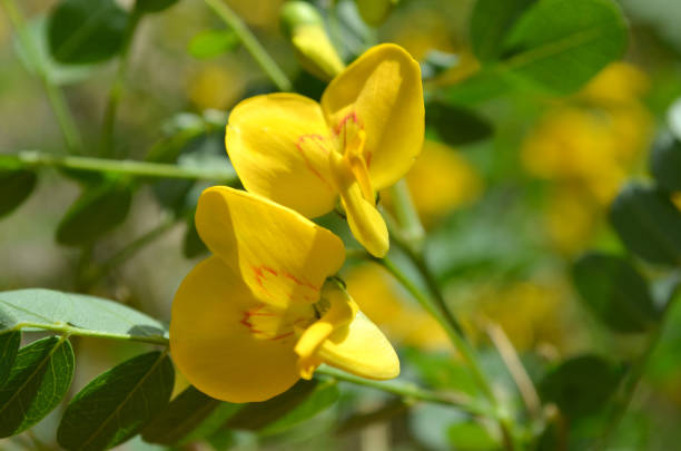 istock Yellow flowers and natural background. 1089473658