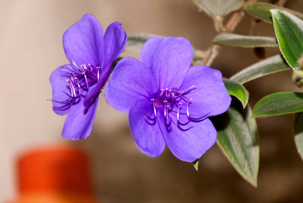Tibouchina granulosa. Guatemala. Central America.