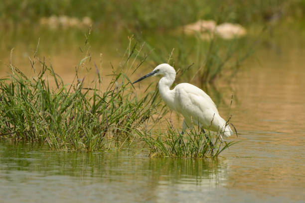 istock Little Egret / Egretta garzetta 1089475494