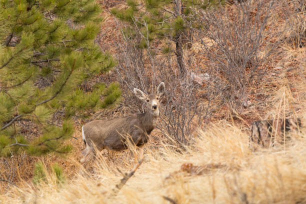 istock Mule Deer in the Woods 1089476922