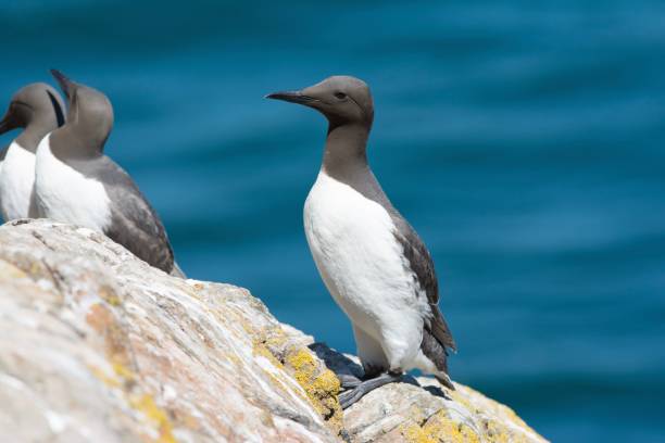 istock Guillemot on a cliff top 1089476950