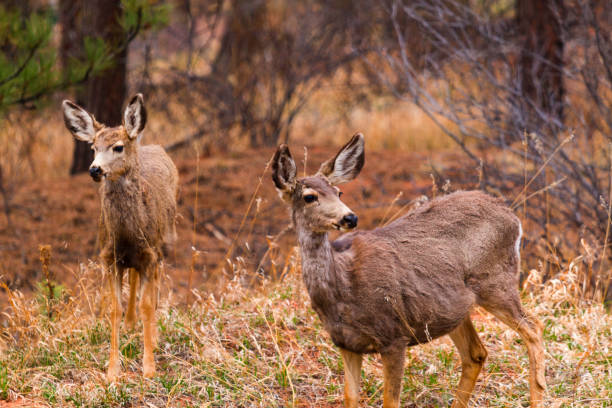 istock Herd of Doe Mule Deer 1089477234