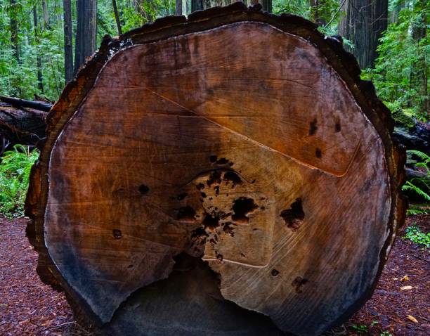 istock Humboldt Redwood Exposed Core 1089477306