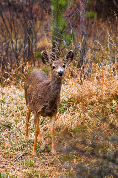 istock Herd of Doe Mule Deer 1089477378