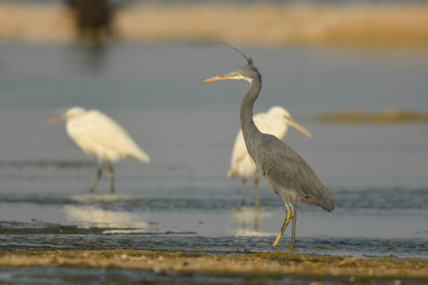 istock Western Reef-Egret / Egretta gularis 1089477694