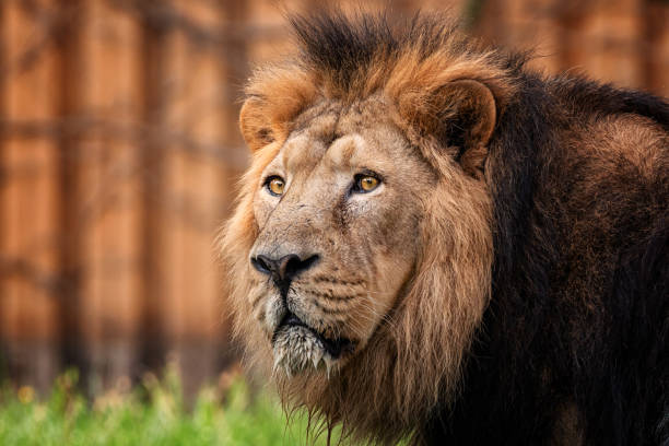 istock Lion king of animal 1089479450