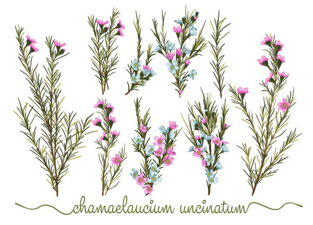 zestaw botanicznych elementów kwiatowych. chamaelaucium (waxflower) kolekcja z liśćmi i kwiatami, rysunek akwarela. odizolowane na białym tle. - botanic stock illustrations