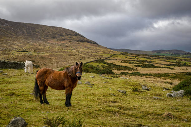 istock Brown Horse in a Field 1089482418