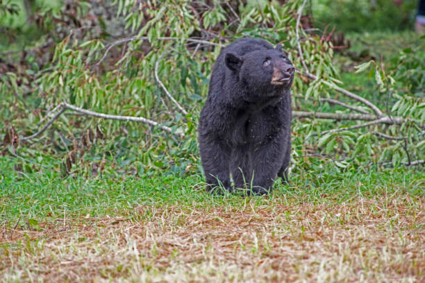 istock A Black Bear is looking in the tree tops for ripe cherries. 1089489706