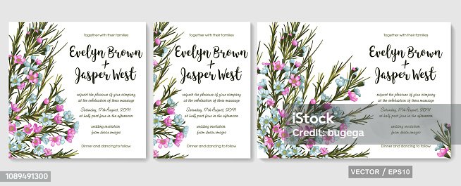 istock Vector floral watercolor design: pink and blue chamaelaucium (wax flower) card set. Background for banners, invitation, greeting cards, flyers, wedding menu, save date 1089491300