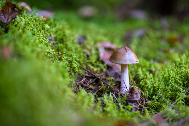버섯 숲에서 phalloides입니다. 일반적으로 죽음 캡으로 알려진 독 버섯 - 알광대버섯 뉴스 사진 이미지