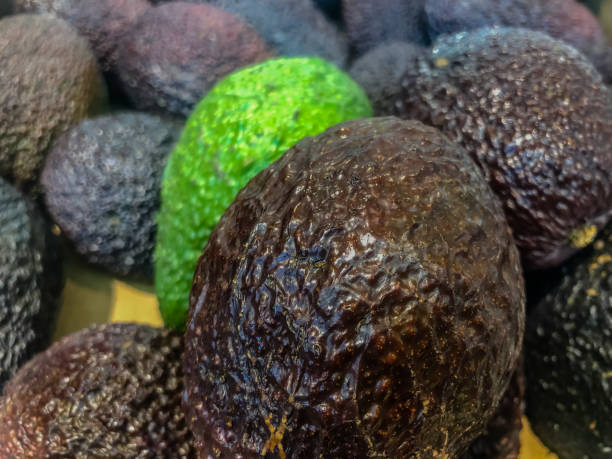 istock Avocado also refers to the Avocado tree's fruit, which is botanically a large berry containing a single seed. Avocados are very nutritious and contain a wide variety of nutrients. Selective focus. 1089494448