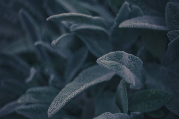 istock Nature abstract background.Dark leaves texture.Modern art, can be used as a poster for interior design. 1089494590