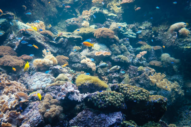 istock fishes and corals underwater reef, colorful  sealife 1089497720