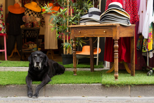 istock A black lying down dog looking to the camera at a hat shop in Arles 1089499202