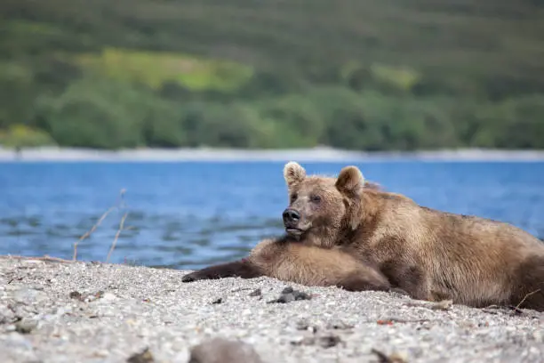 Wild brown female bear grizzly with a cute little bears are on the lake. Kronotsky National Park in Russia in Kamchatka