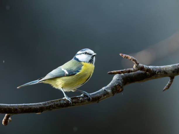 istock A blue tit sitting on a branch 1089499462