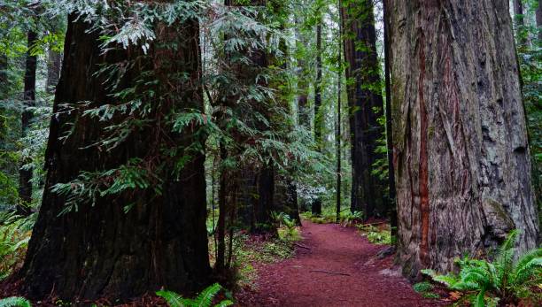 설립자 림 - rainforest redwood forest footpath 뉴스 사진 이미지